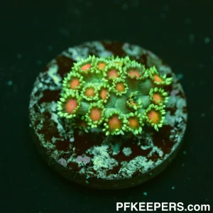 Ultra - Goniopora spp.