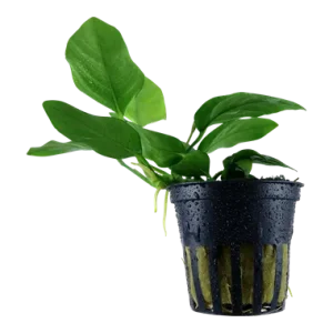 Anubias barteri var.  nana Vaso, Tropica