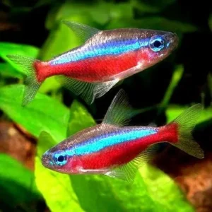 Tetra Cardinal - Paracheirodon axelrodi