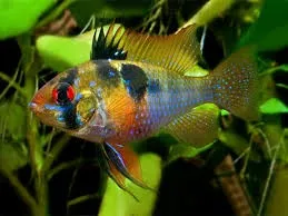 Ramirezi German Blue - Mikrogeophagus Ramirezi