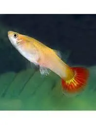 Guppy Fêmea (Sortida) - Poecilia reticulata