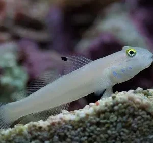 Chalk Goby - Valenciennea sexguttata