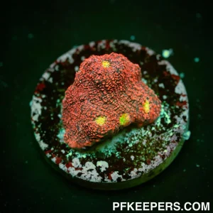 Jason Fox Pink Boobies Echinophyllia sp.