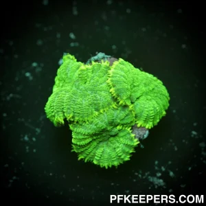 Rhodactis inchoata Green Neon