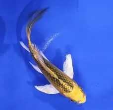 Carpa Koi Sortidas de Véu 12-15cm