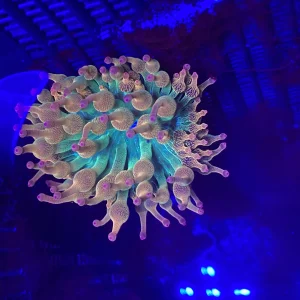 Rainbow Bubble Tip Anemone -  Entacmaea quadricolor