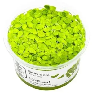 Spirodela polyrrhiza