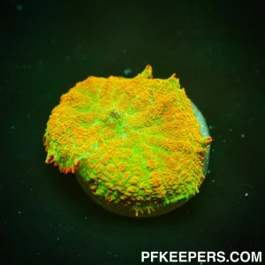 Tequila Sunrise Rhodactis inchoata