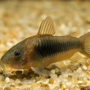 Corydora Bronze - Corydoras aeneus