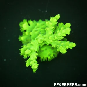 Ultra Green Australiana -Acropora sp.